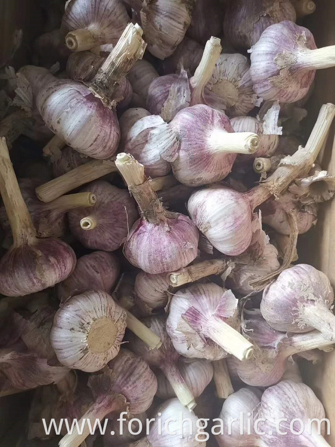 Normal White Garlic